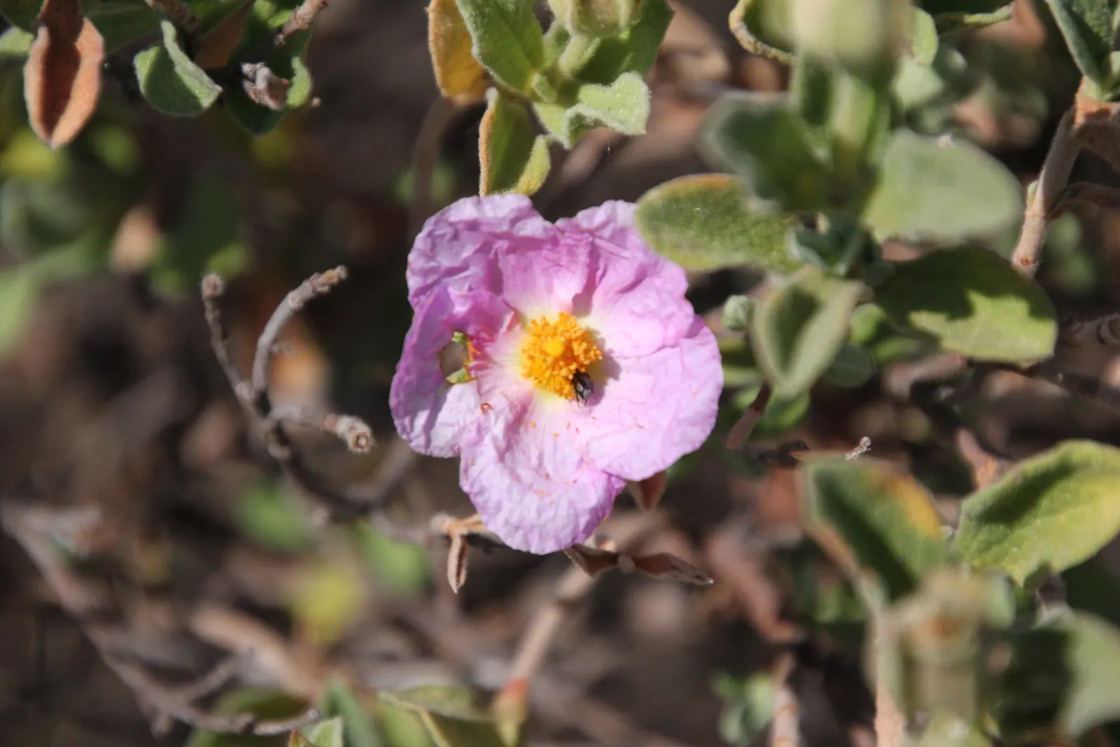 Purple Rockrose (Cistus Incanus) — Plant in USDA zones 8-11 for optimal growth