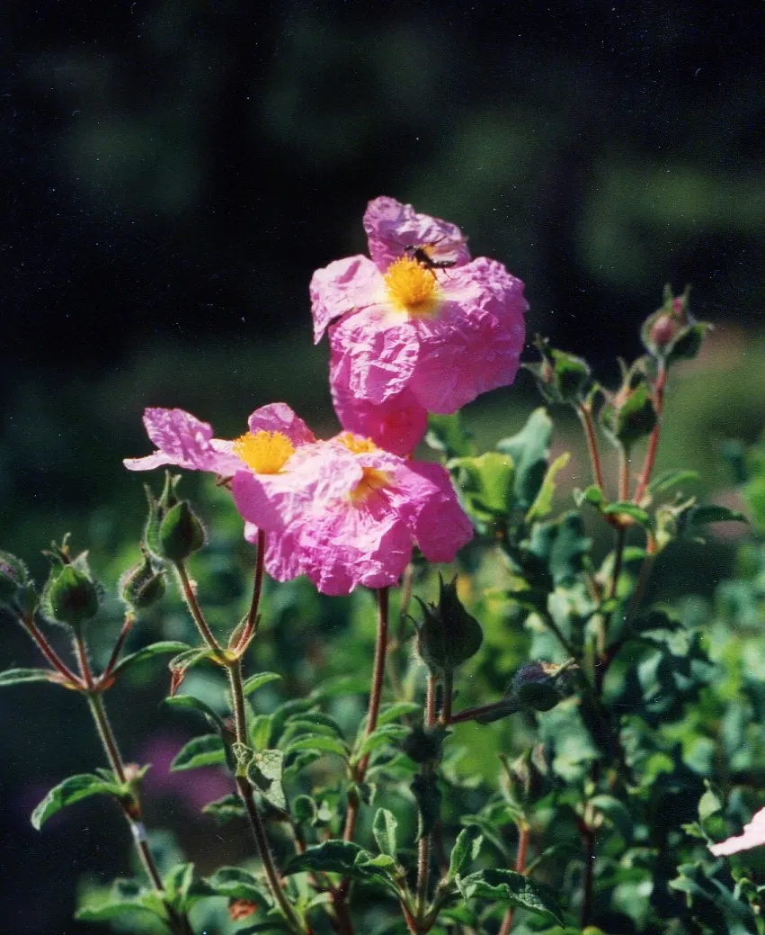 Purple Rockrose (Cistus Incanus) — Purple Rockrose (Cistus incanus)