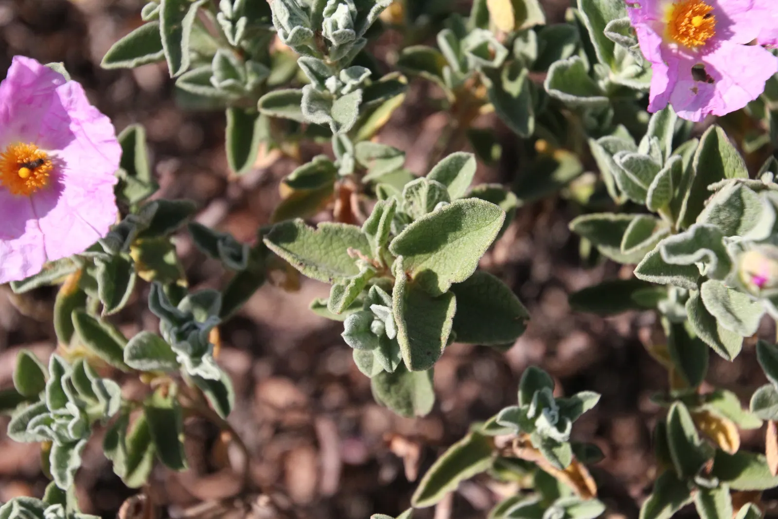 Purple Rockrose (Cistus Incanus) — scientifically known as Cistus incanus
