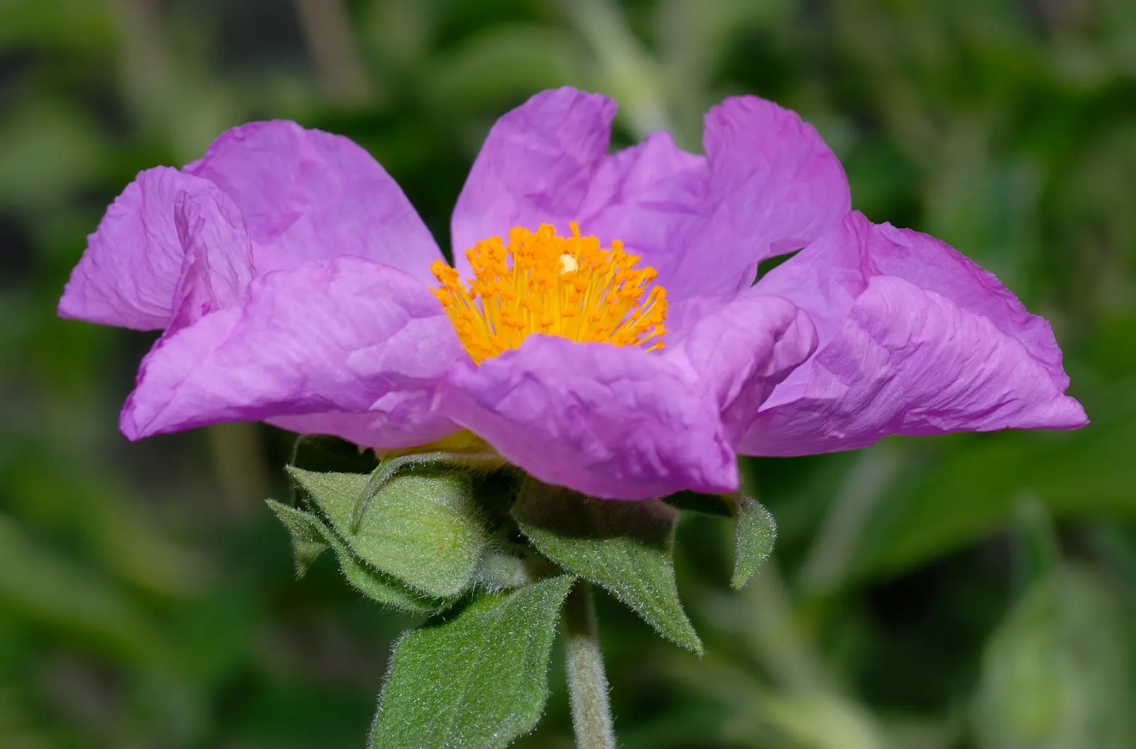 Purple Rockrose (Cistus Incanus) — Tolerant of drought and coastal conditions