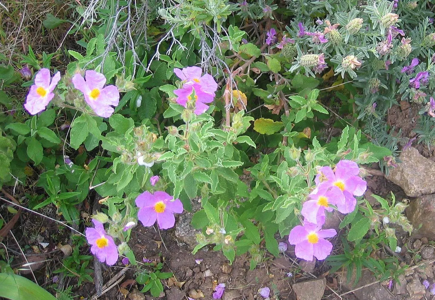 Purple Rockrose (Cistus Incanus) — showy purplish-pink blooms amidst wrinkly