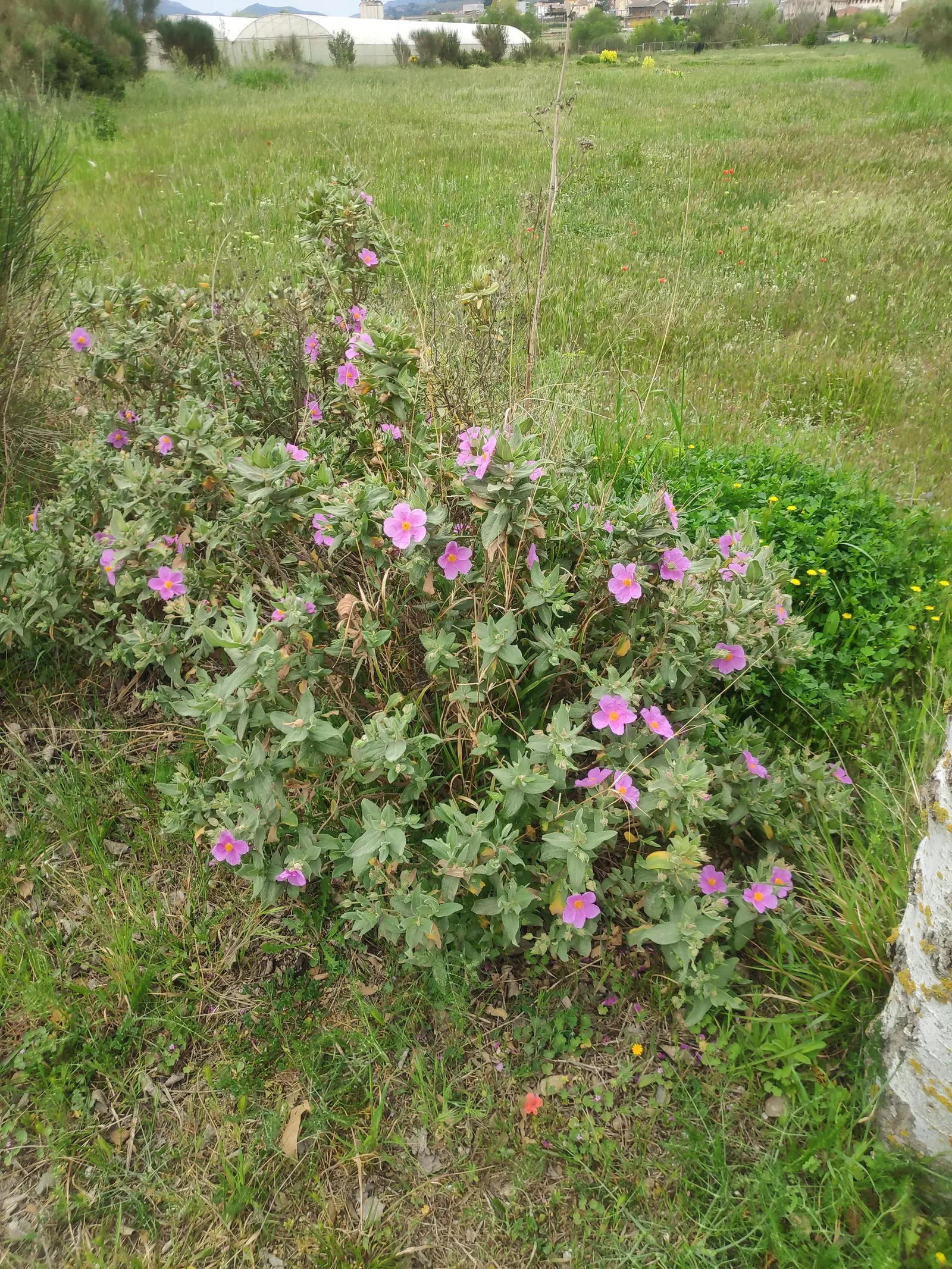 Purple Rockrose (Cistus Incanus) — sage-green leaves that provide a lovely contrast to the intensely colored