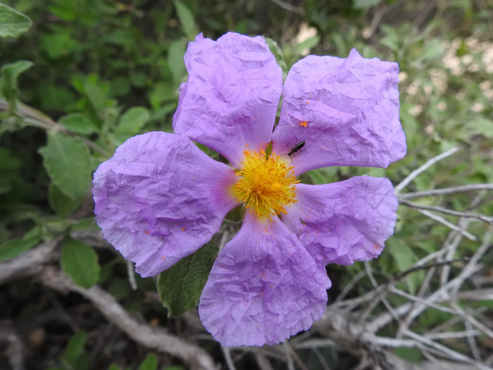 Purple Rockrose (Cistus Incanus) — each spanning roughly 1 to 2 inches in diameter