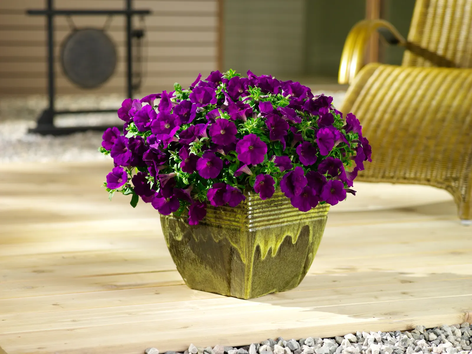 Royal Velvet® II Petunia — Though grown as an annual in most climates; hardy in USDA Zones 10a-11b, image 79
