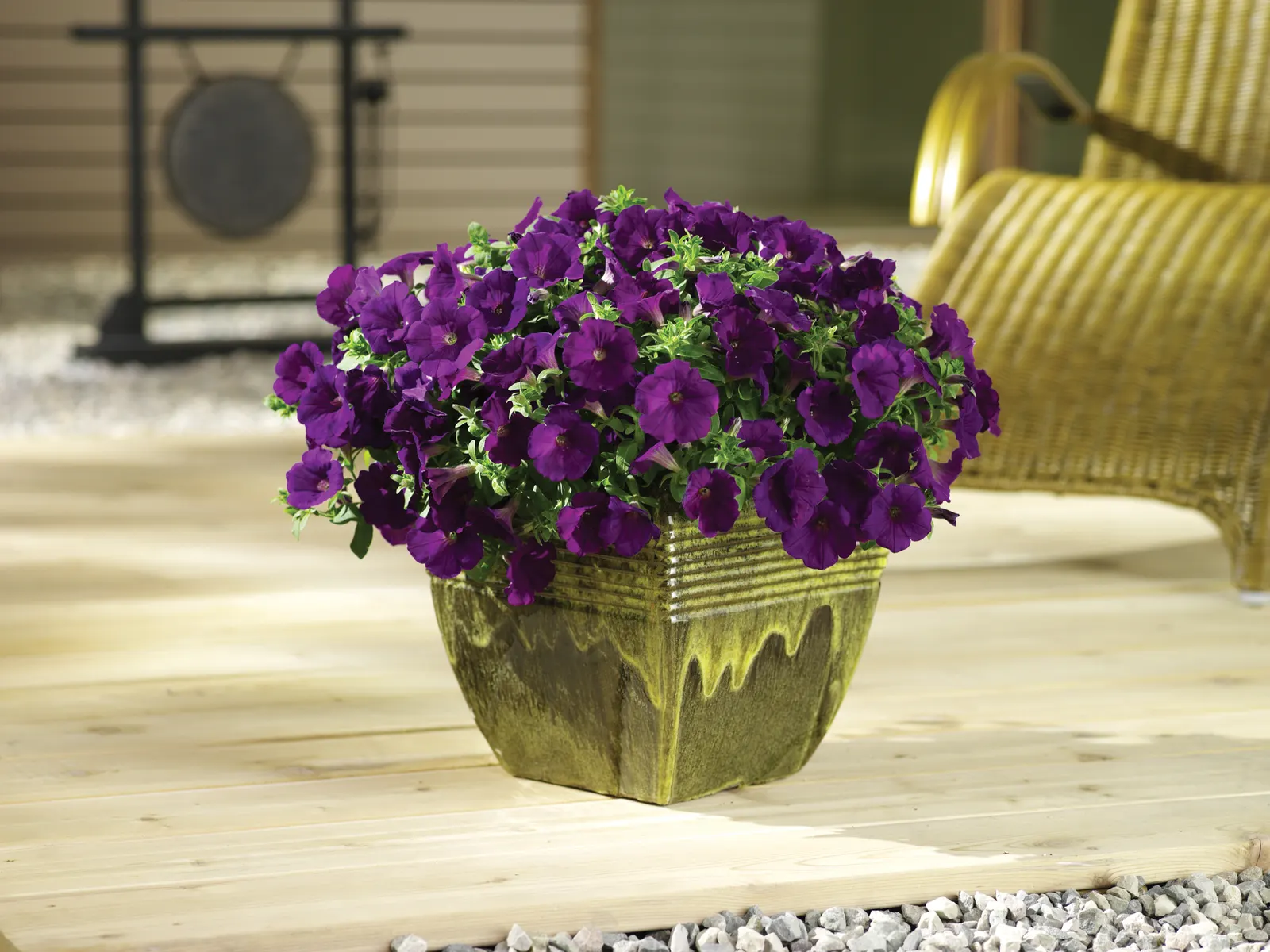 Royal Velvet® II Petunia — Like many vigorous Supertunia-style petunias; with light feeding for best summer color
