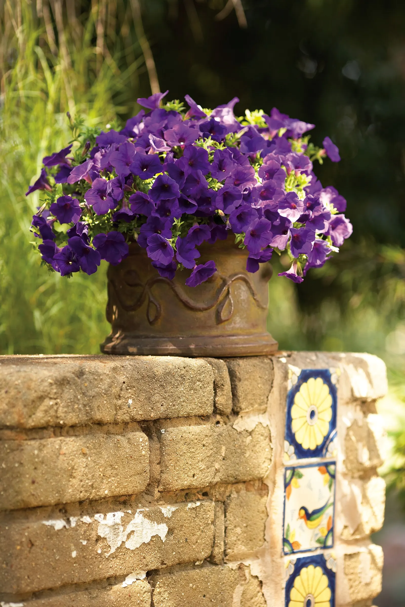 Royal Velvet® II Petunia — well-drained soil and consistent; avoiding both prolonged drought and soggy roots, image 86