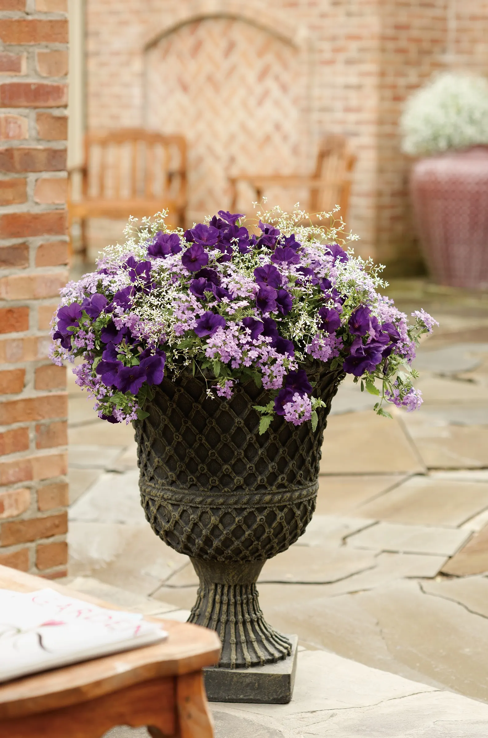 Royal Velvet® II Petunia — attracting hummingbirds and butterflies