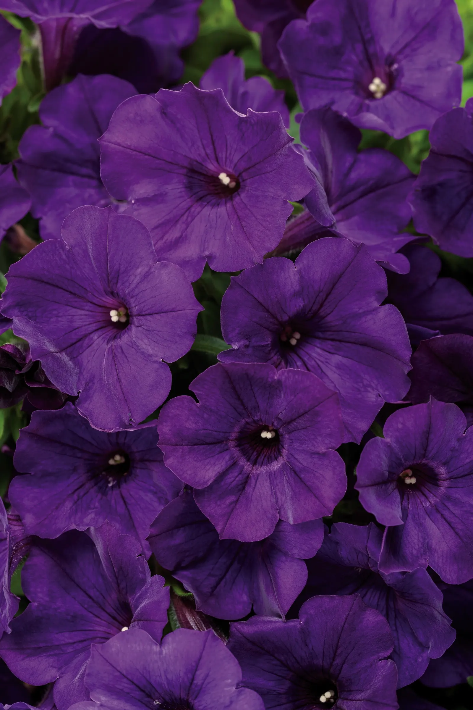 Royal Velvet® II Petunia — Its medium to large blooms create a saturated wash of color from planting time to hard frost; it grows 4-12 inches tall, image 138