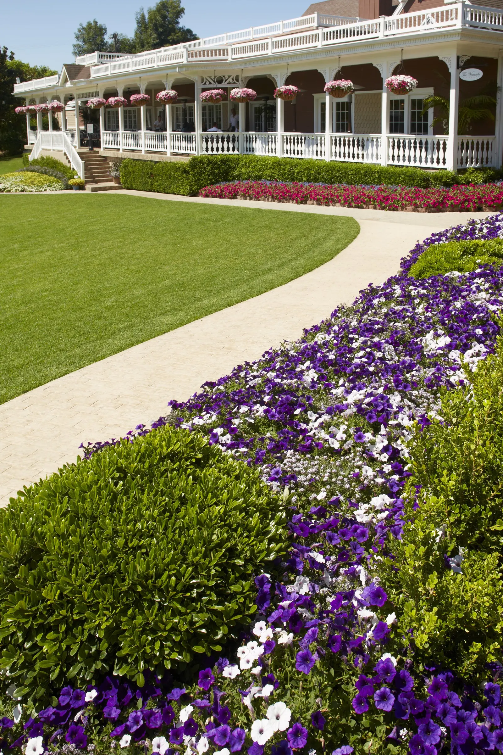 Silver Petunia — Proven Winners - Supertunia® Silver - Petunia white plant details, information and resources