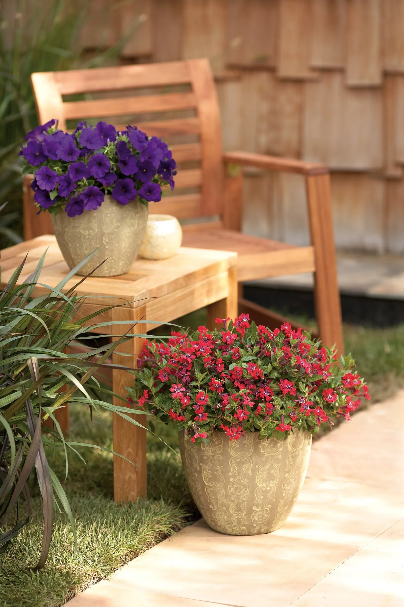 Royal Velvet® II Petunia — commonly referred to as Royal Velvet® II Petunia
