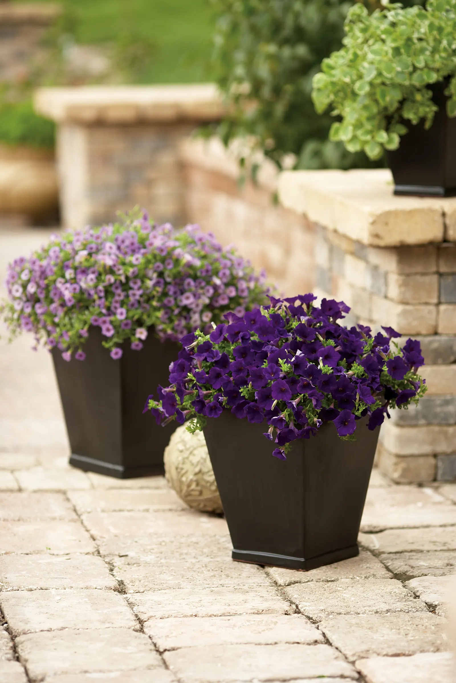 Miss Lilac Calibrachoa — When planting Calibrachoa Miss Lilac