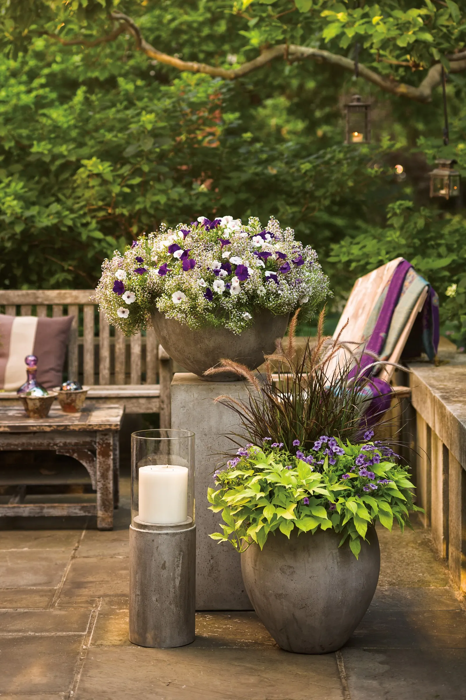 Blueberry Phlox (Phlox drummondii) — thriving in both landscapes and containers