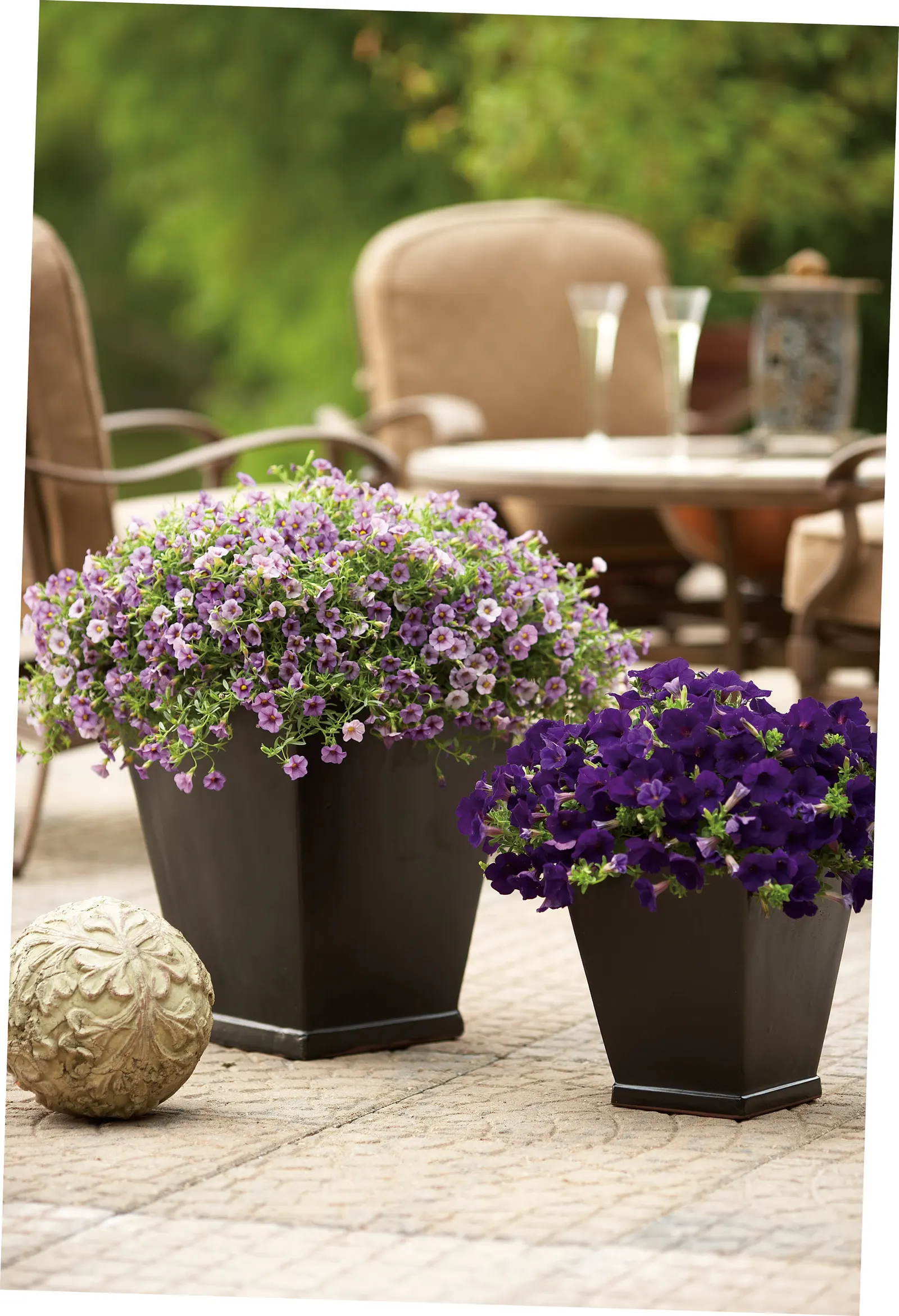 Miss Lilac Calibrachoa — since they don't tolerate constantly wet soils well.