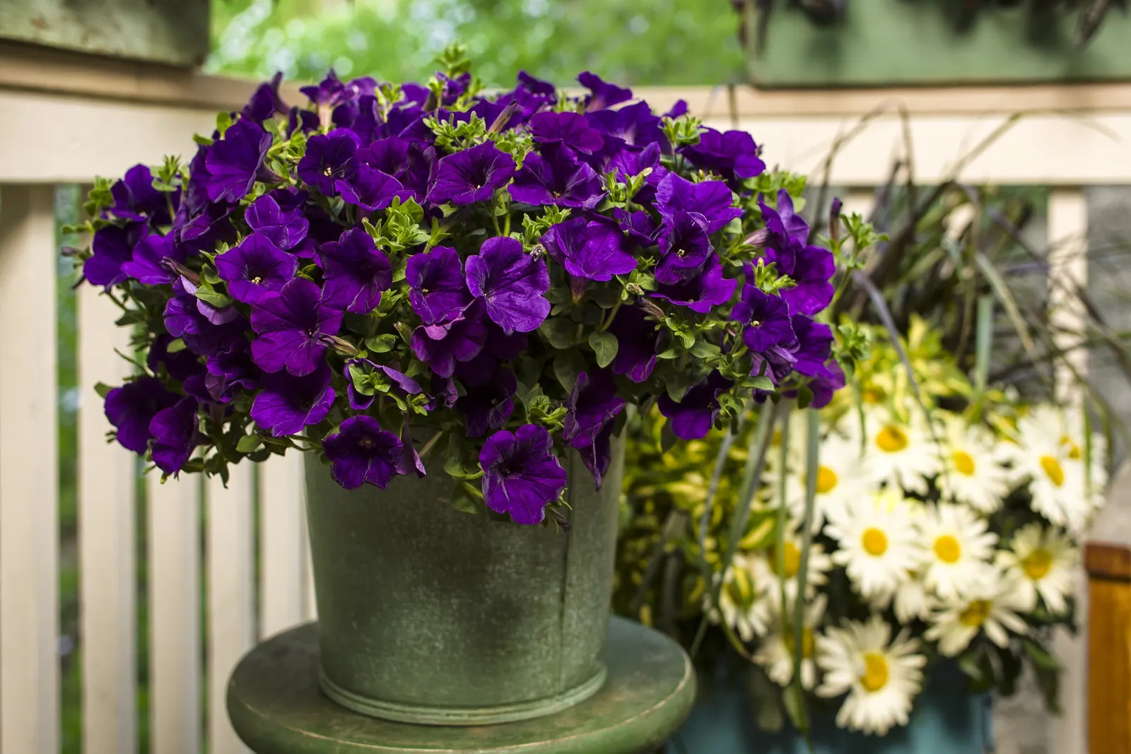 Royal Velvet® II Petunia — and if plants begin to look open in midsummer; is a mounding-trailing annual with deep blue-purple blooms over green foliage