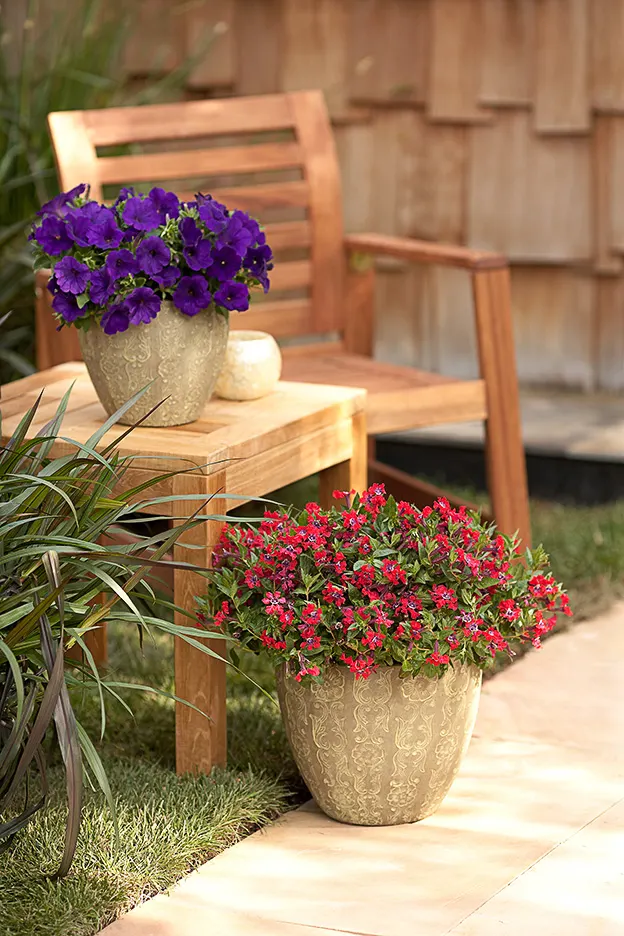 Royal Velvet® II Petunia — Its medium to large blooms create a saturated wash of color from planting time to hard frost; it grows 4-12 inches tall and spreads
