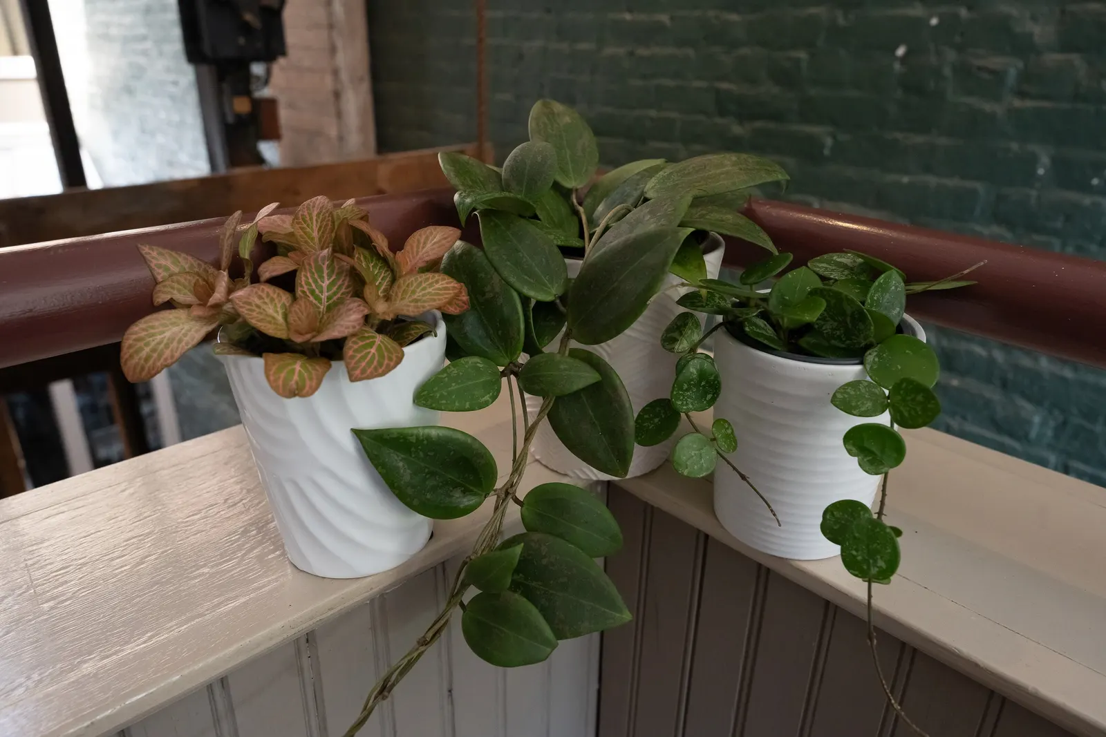 Blushing Sunset™ Wax Vine (Hoya wibergiae) — a chunky well-drained mix