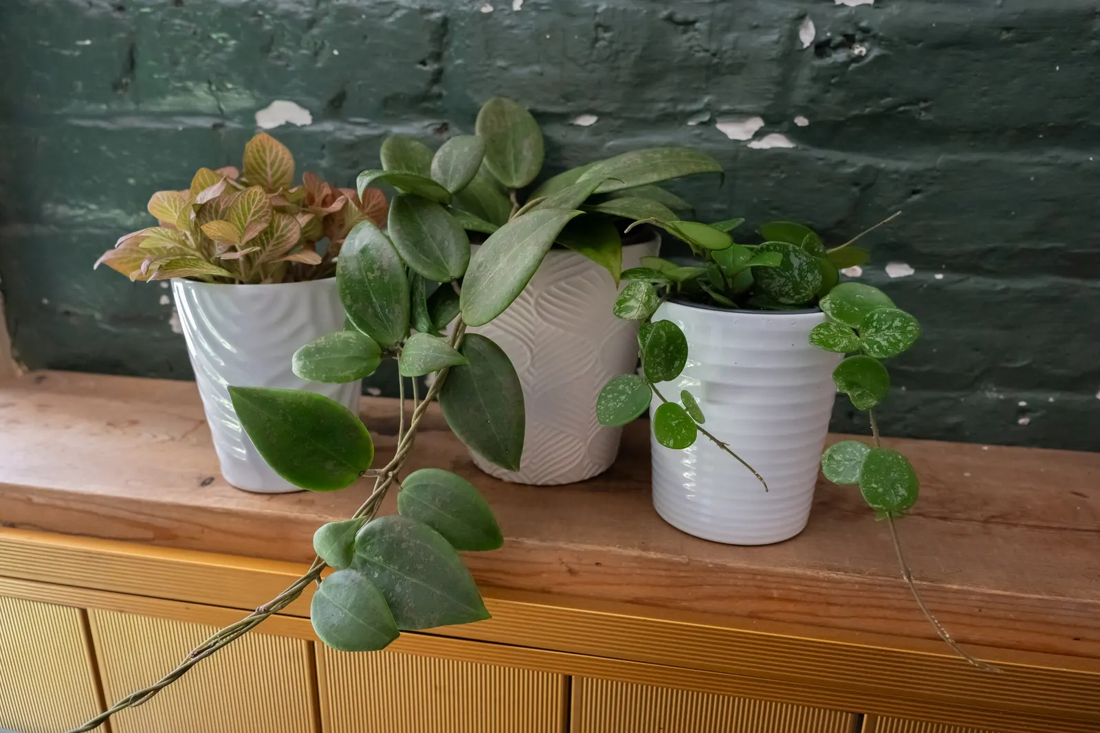 Blushing Sunset™ Wax Vine (Hoya wibergiae) — and water when the top 1-2 inches dry