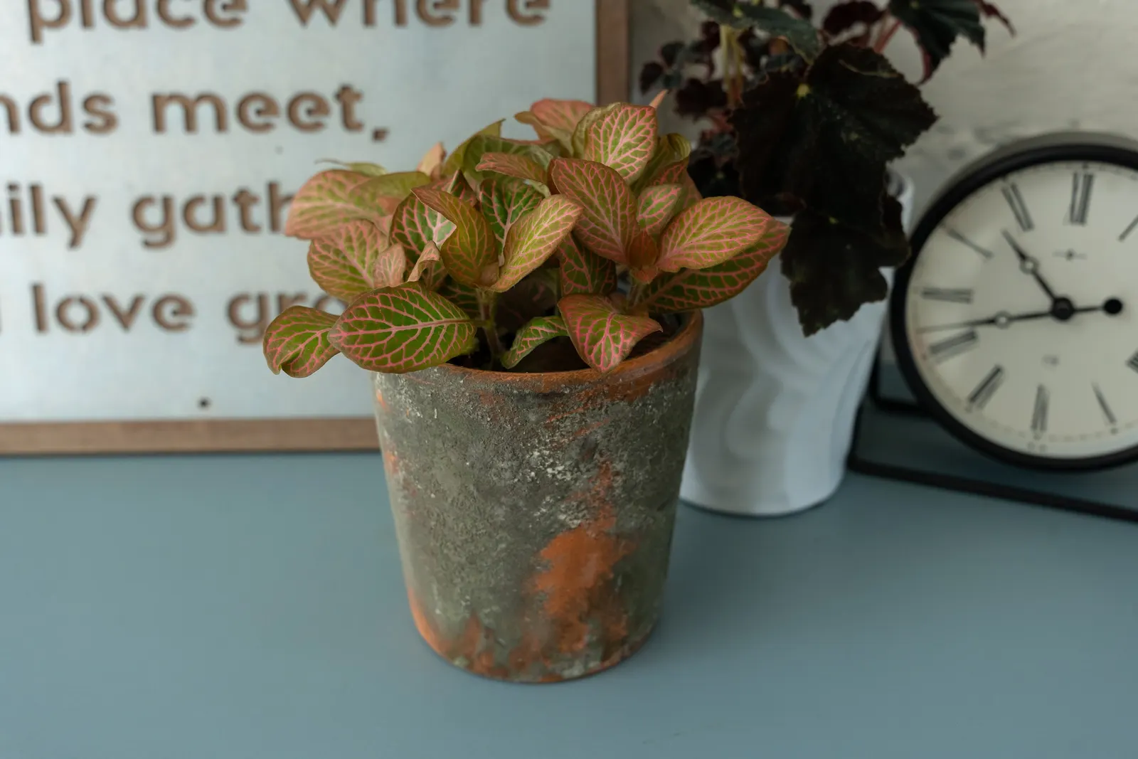 Primetime™ Nerve Plant (Fittonia albivenis) — evenly moist well-drained soil