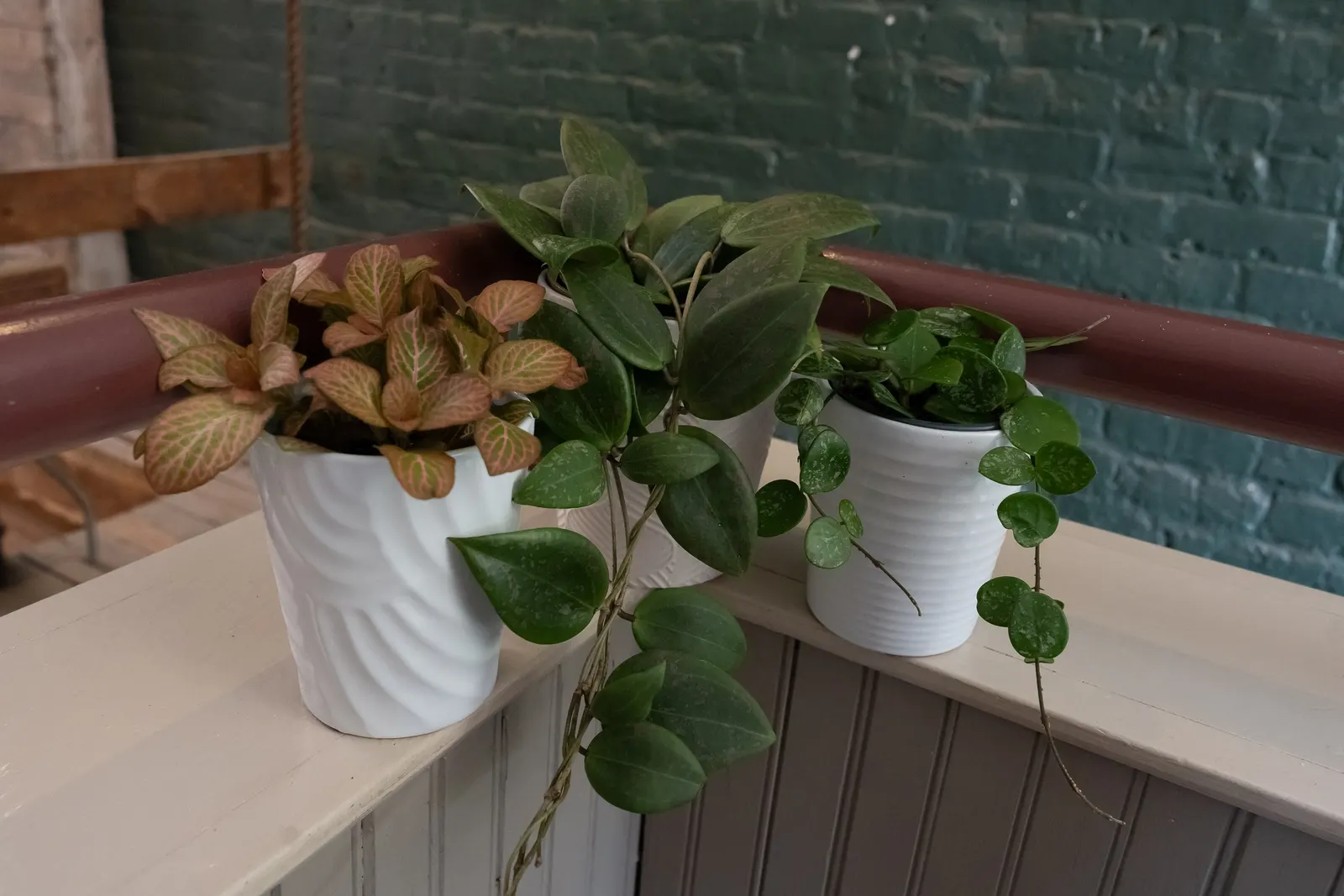 Blushing Sunset™ Wax Vine (Hoya wibergiae) — Grow in medium to bright indirect light