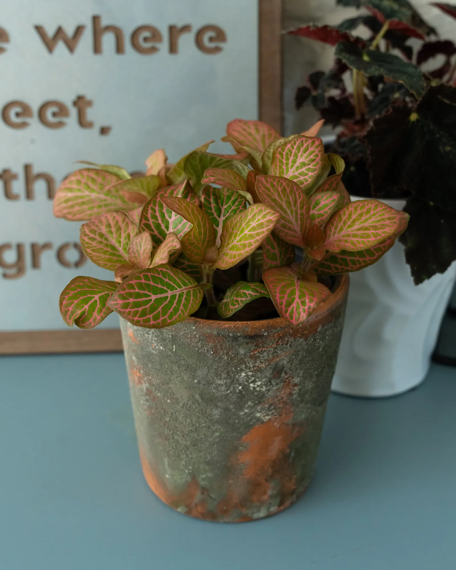 Primetime™ Nerve Plant (Fittonia albivenis) — Provide bright indirect to medium light