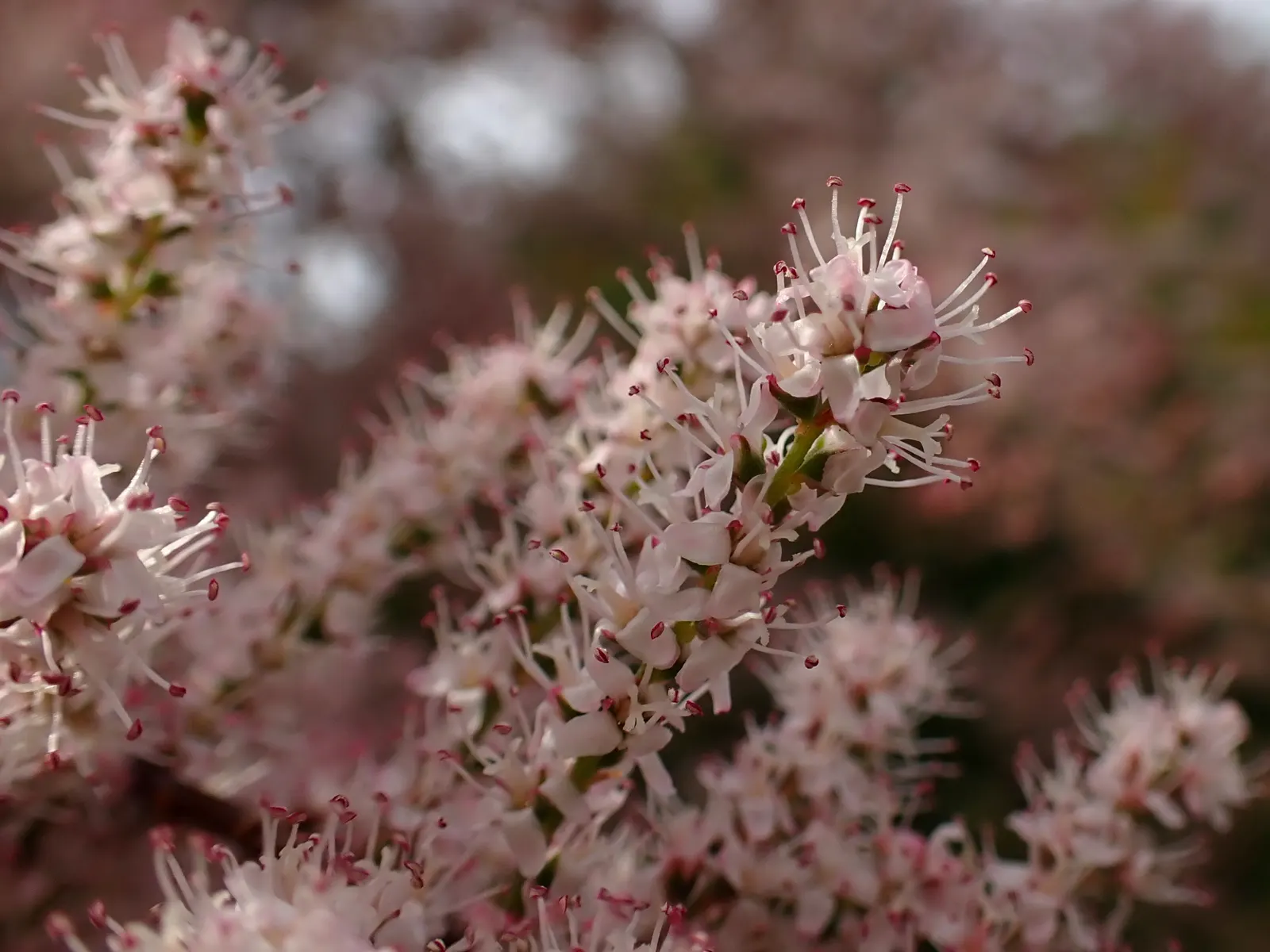 Small Flower Tamarisk (Tamarix Parviflora) — including highly saline conditions