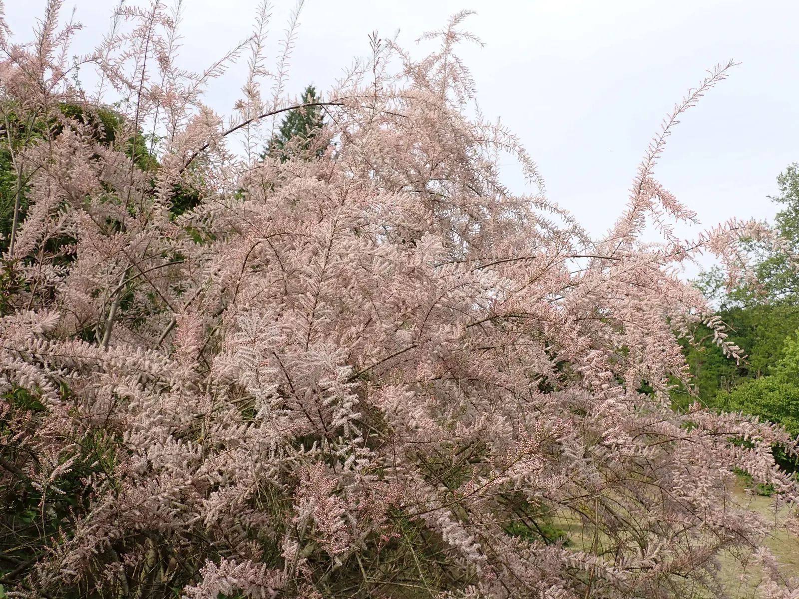 Small Flower Tamarisk (Tamarix Parviflora) — emphasize the low-maintenance nature of the Small Flower Tamarisk and its potential to attract wildlife