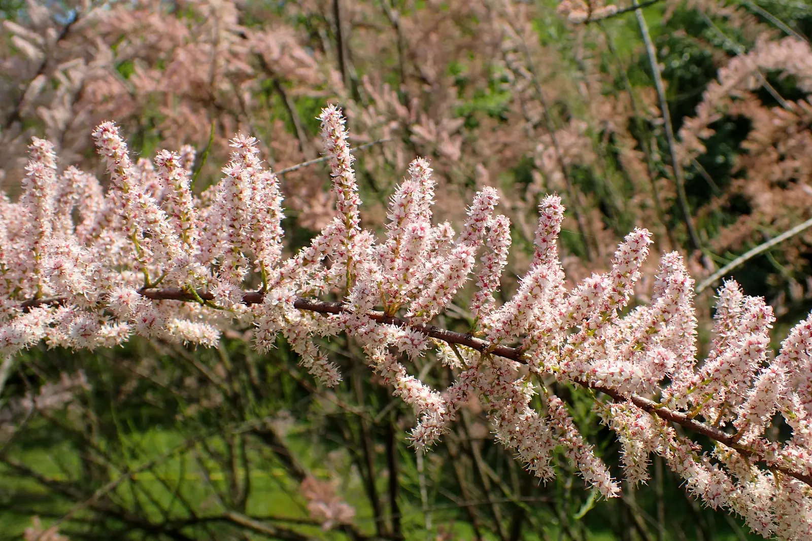 Small Flower Tamarisk (Tamarix Parviflora) — feathery texture and abundant