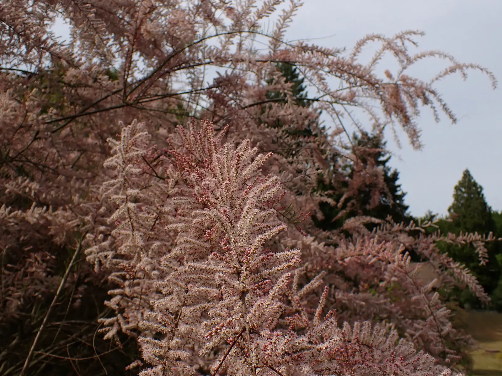 Small Flower Tamarisk (Tamarix Parviflora) — perfect for adding a touch of softness to water-wise gardens