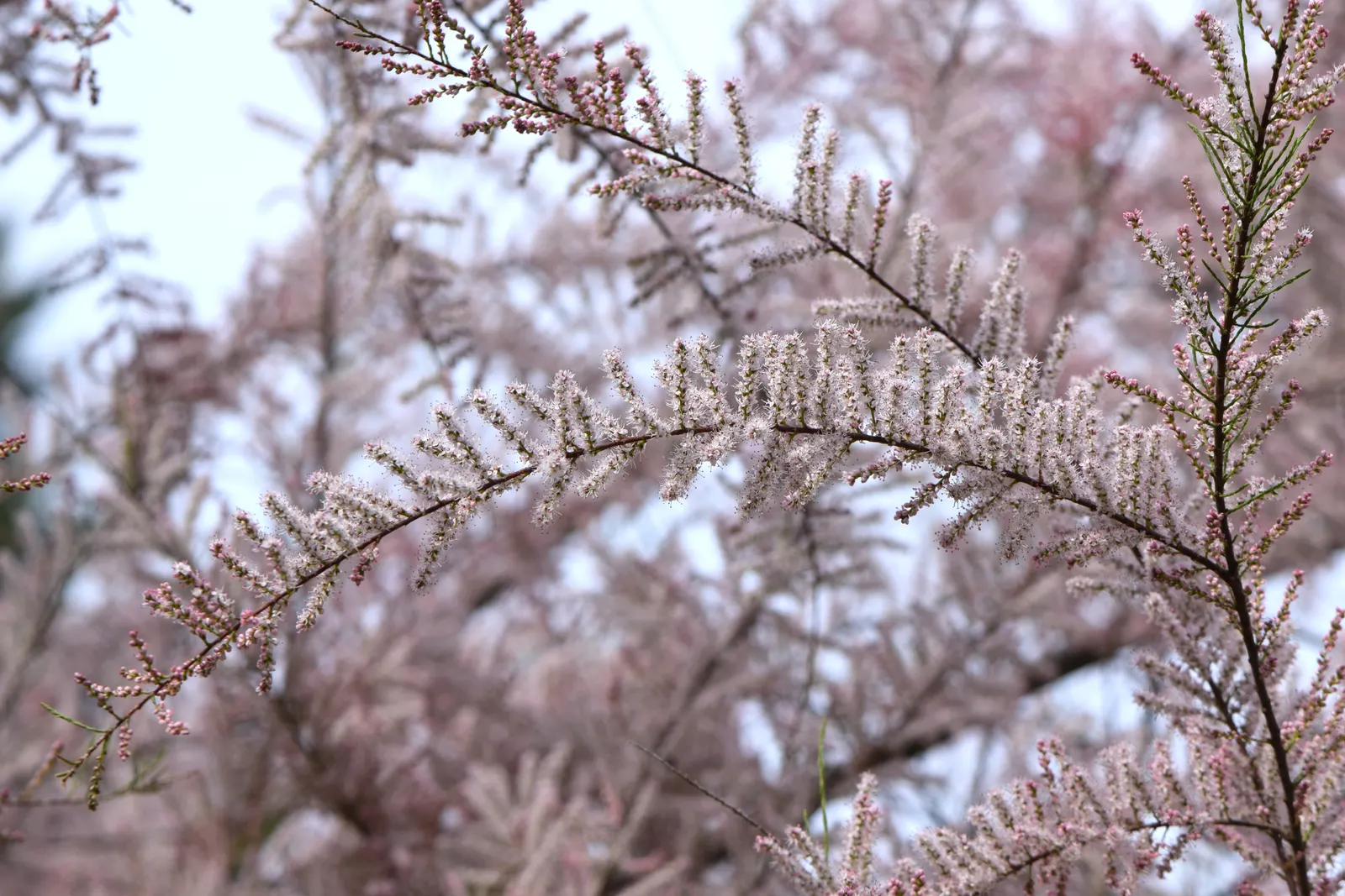 Small Flower Tamarisk (Tamarix Parviflora) — densely packed along slender