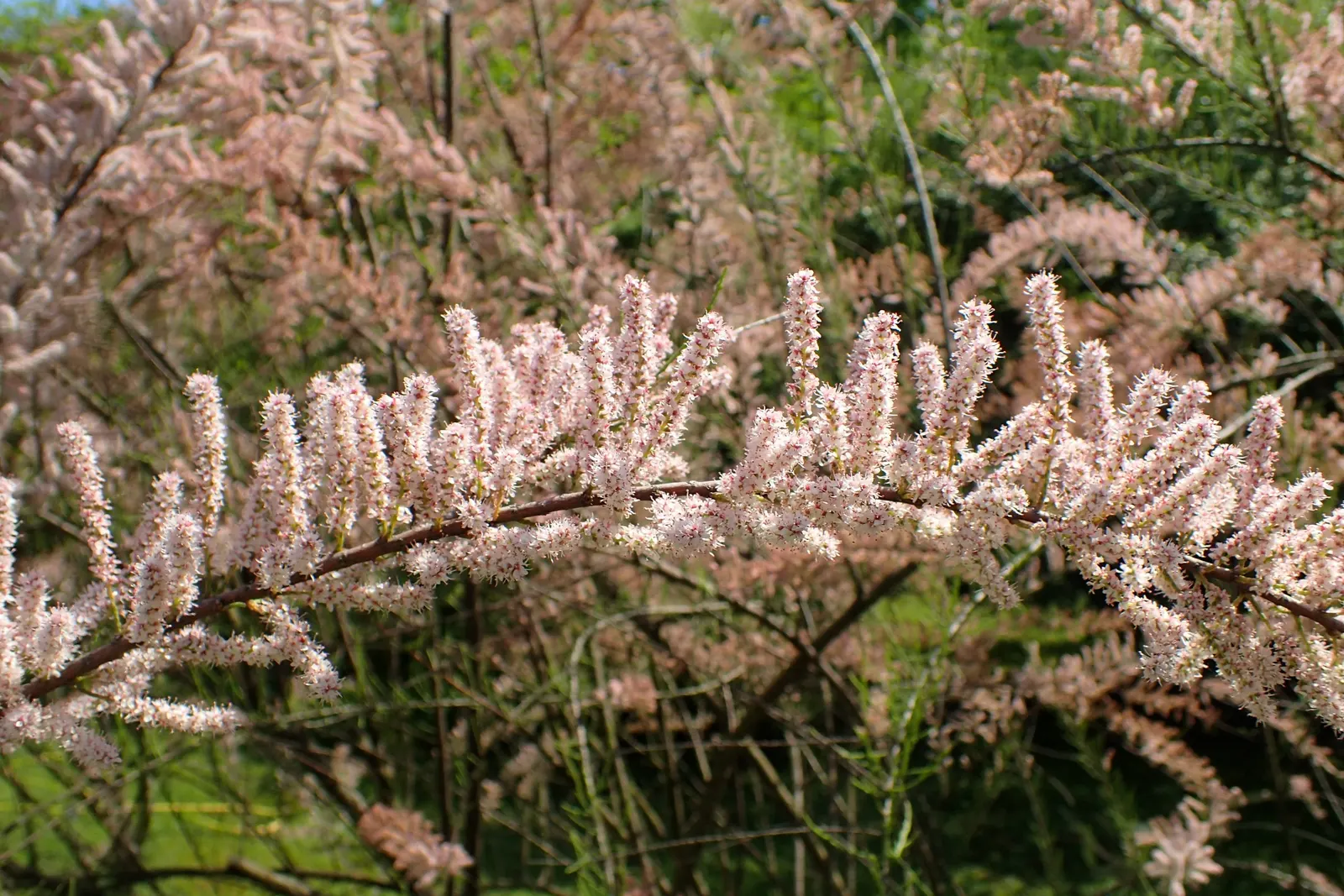 Small Flower Tamarisk (Tamarix Parviflora) — creating a light and airy canopy.<br><br>Hardy in USDA zones 7 through 9