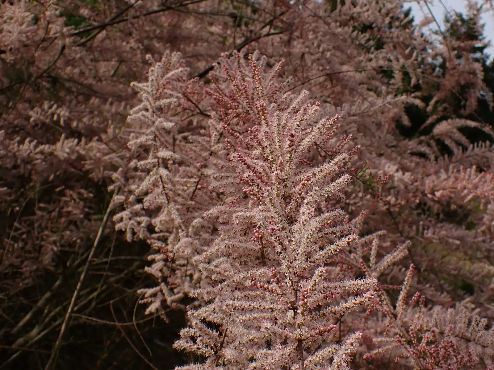 Small Flower Tamarisk (Tamarix Parviflora) — The foliage is a soft green to blue-green
