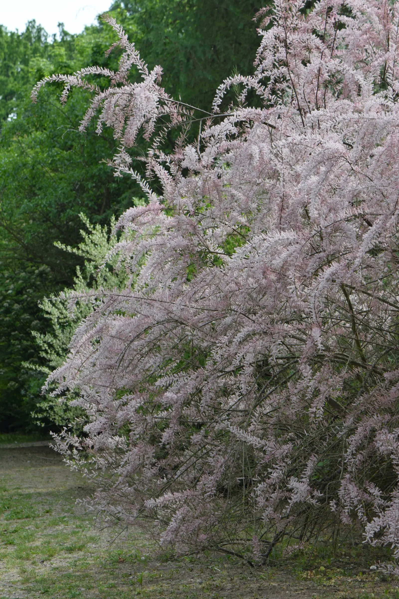 Small Flower Tamarisk (Tamarix Parviflora) — The plant exhibits an exceptional tolerance to drought once established