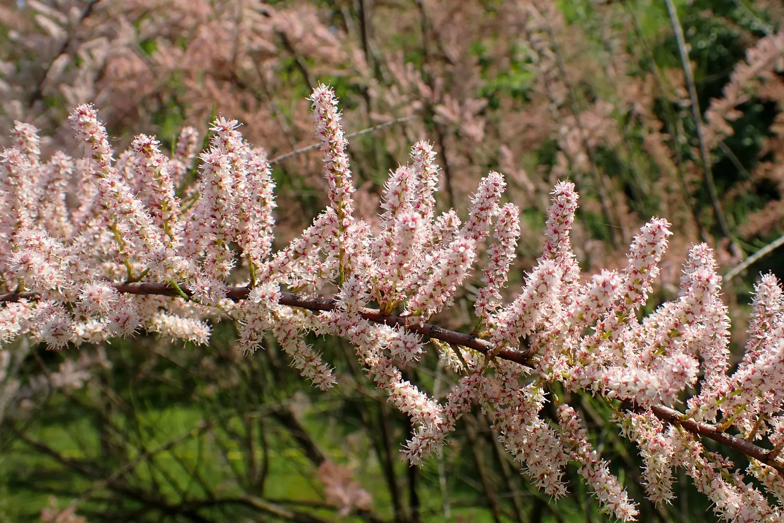 Small Flower Tamarisk (Tamarix Parviflora) — Native to southeastern Europe and western Asia