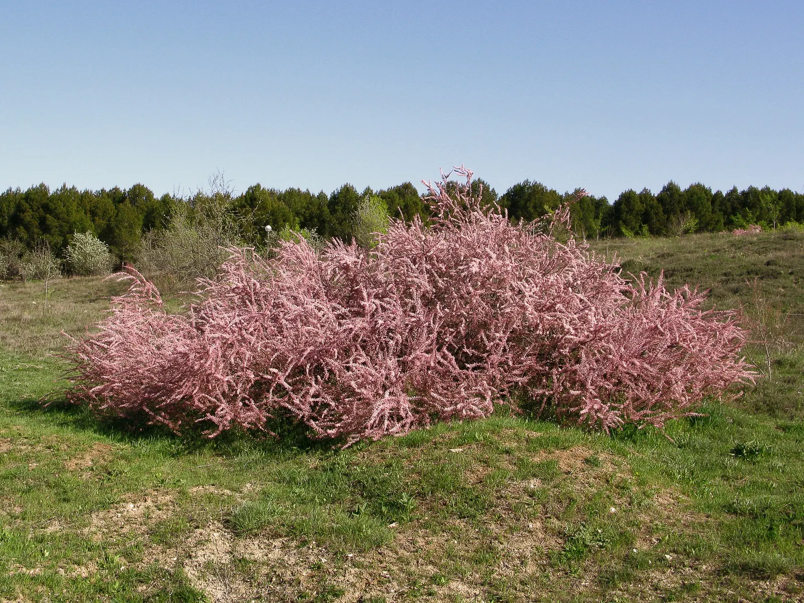 Small Flower Tamarisk (Tamarix Parviflora) — is an elegant deciduous shrub with slender branches and a fountain-like form reaching up to 15 feet in height