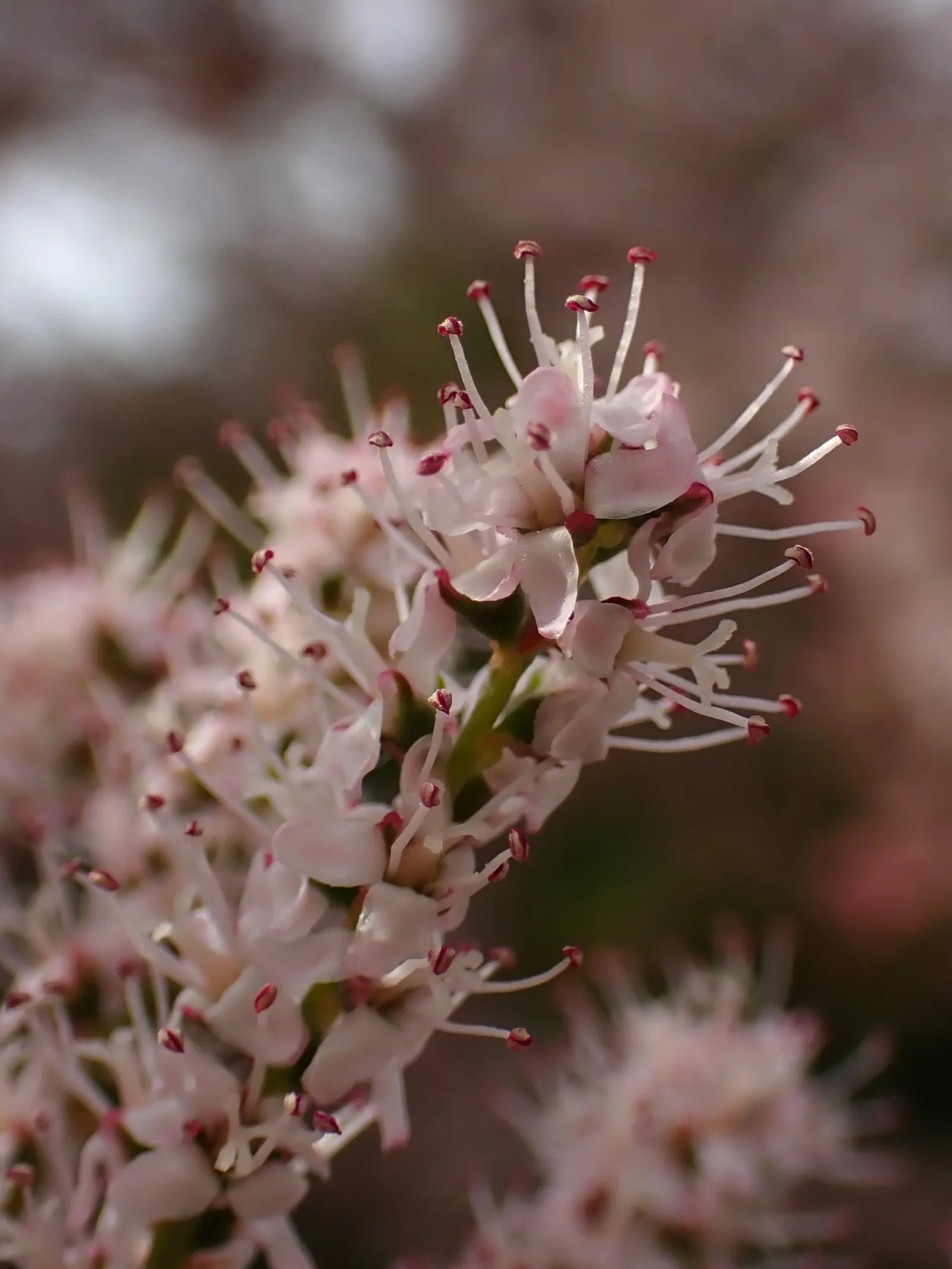 Small Flower Tamarisk (Tamarix Parviflora) — drought-tolerant plant thrives in full sun and well-drained soil
