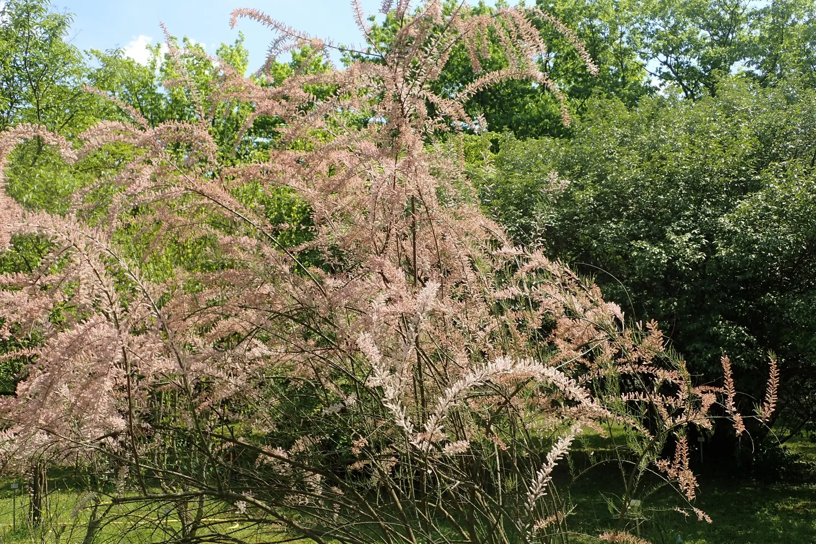 Small Flower Tamarisk (Tamarix Parviflora) — Space them about 6-8 feet apart for optimal growth and visual impact