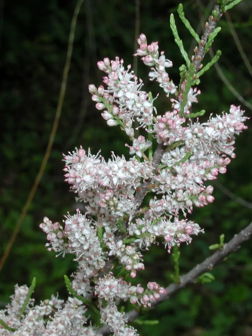 Small Flower Tamarisk (Tamarix Parviflora) — making it an excellent choice for coastal landscapes or areas with poor soil quality