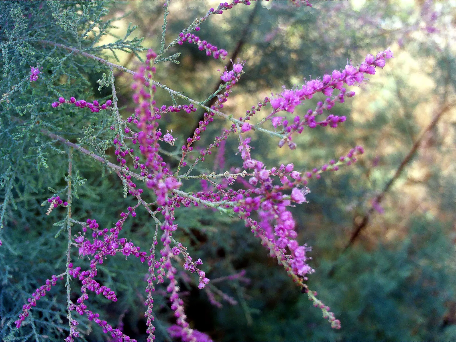 Small Flower Tamarisk (Tamarix Parviflora) — the Small Flower Tamarisk thrives in full sun and is remarkably tolerant of various soil types