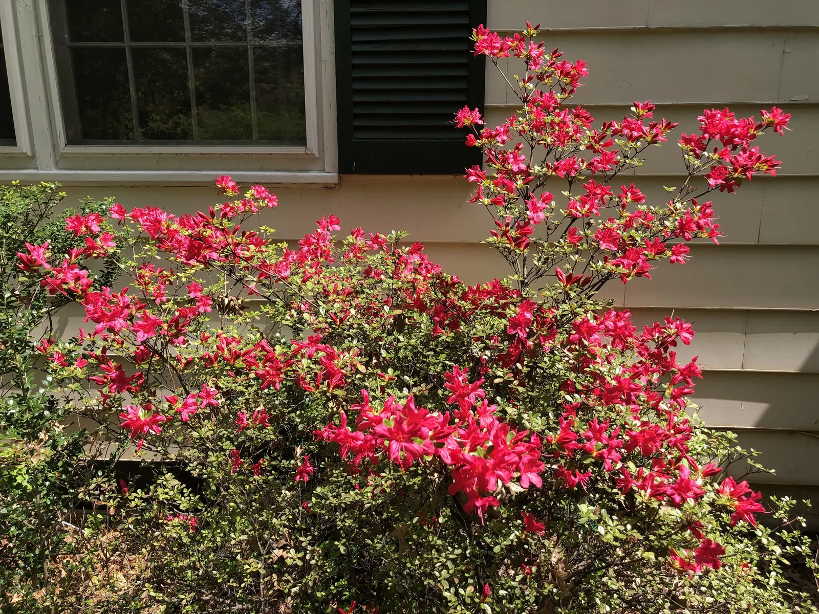 Chinese Evergreen Azalea (Rhododendron indicum) — This azalea cultivar is lauded for its vibrant crimson flowers which generously adorn the shrub, image 38