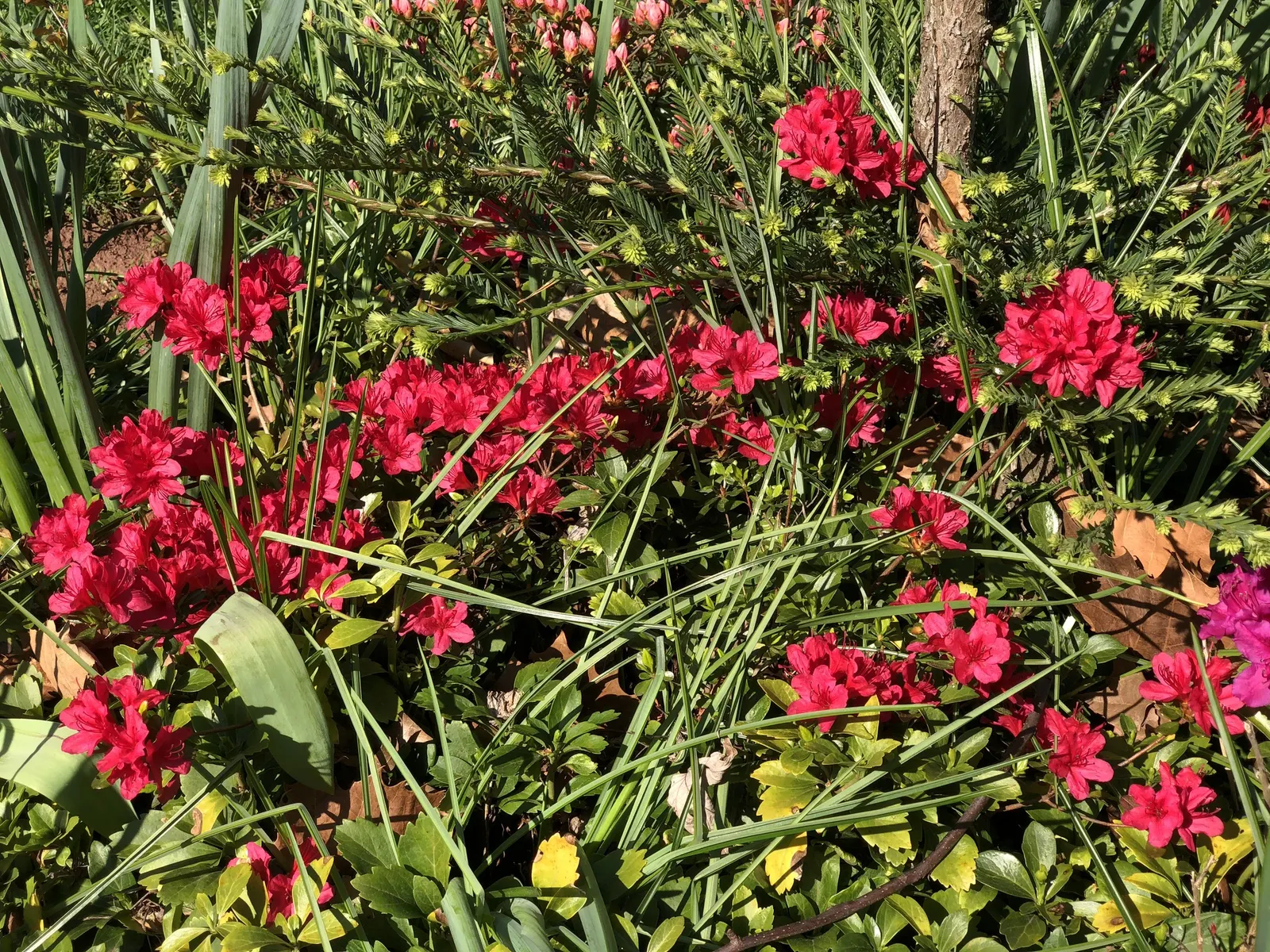 Chinese Evergreen Azalea (Rhododendron indicum) — acidic soil with a pH between 4.5 and 6.0 to flourish.<br><br>Regular watering is important; the Rhododendron
