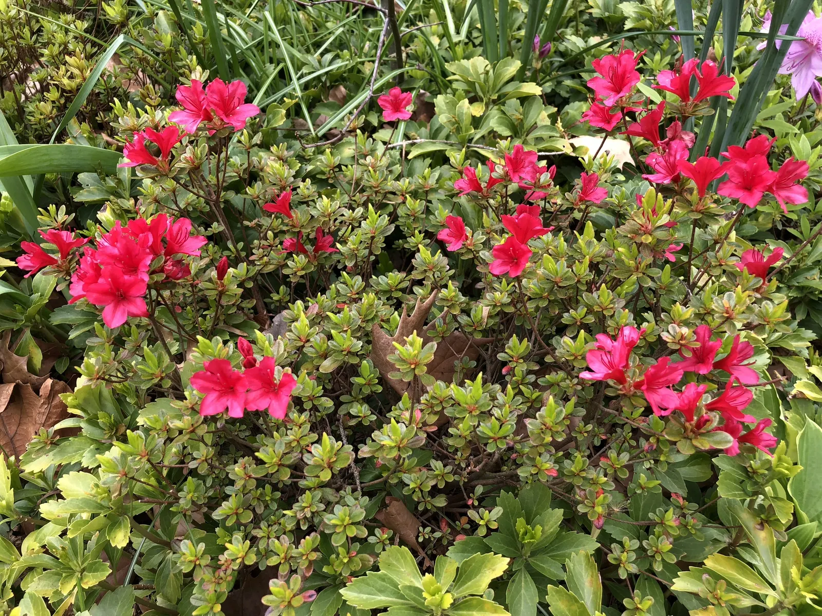 Chinese Evergreen Azalea (Rhododendron indicum) — glossy leaves and profuse crimson blooms in spring