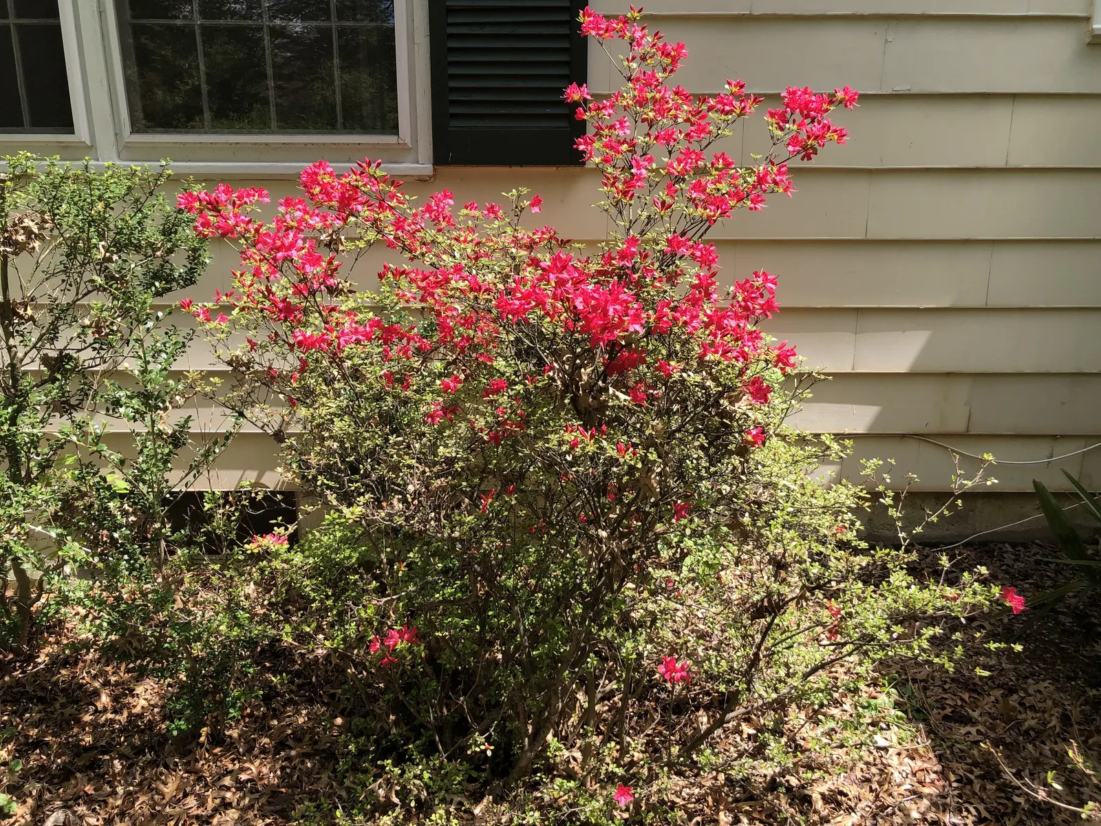 Chinese Evergreen Azalea (Rhododendron indicum) — typically reaching a mature height and spread of 2 to 4 feet; ideal for mass planting, foundation, and accent