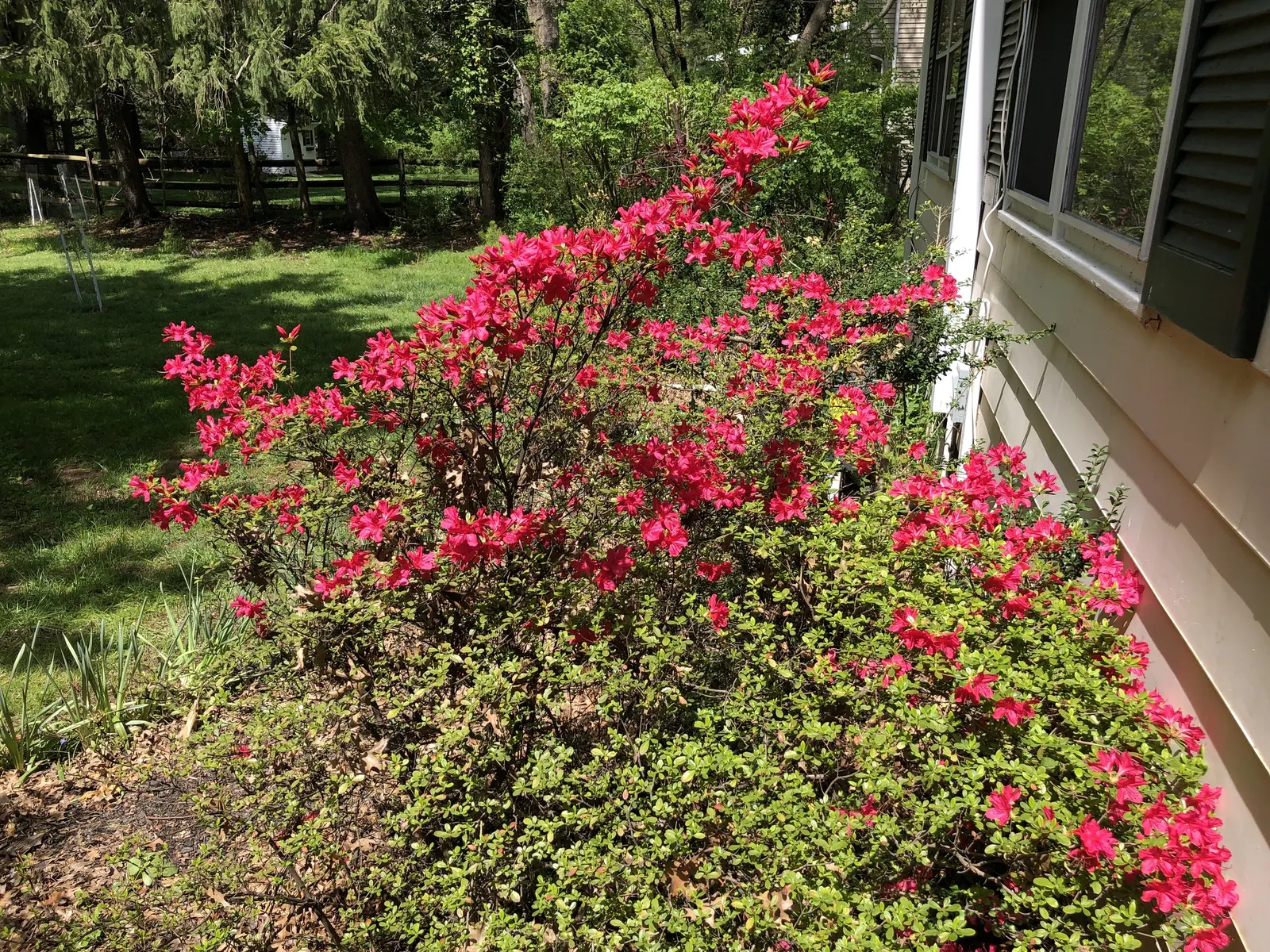 Chinese Evergreen Azalea (Rhododendron indicum) — The Rhododendron 'Hino-Crimson' demands well-drained; its blossoms emerge in profusion