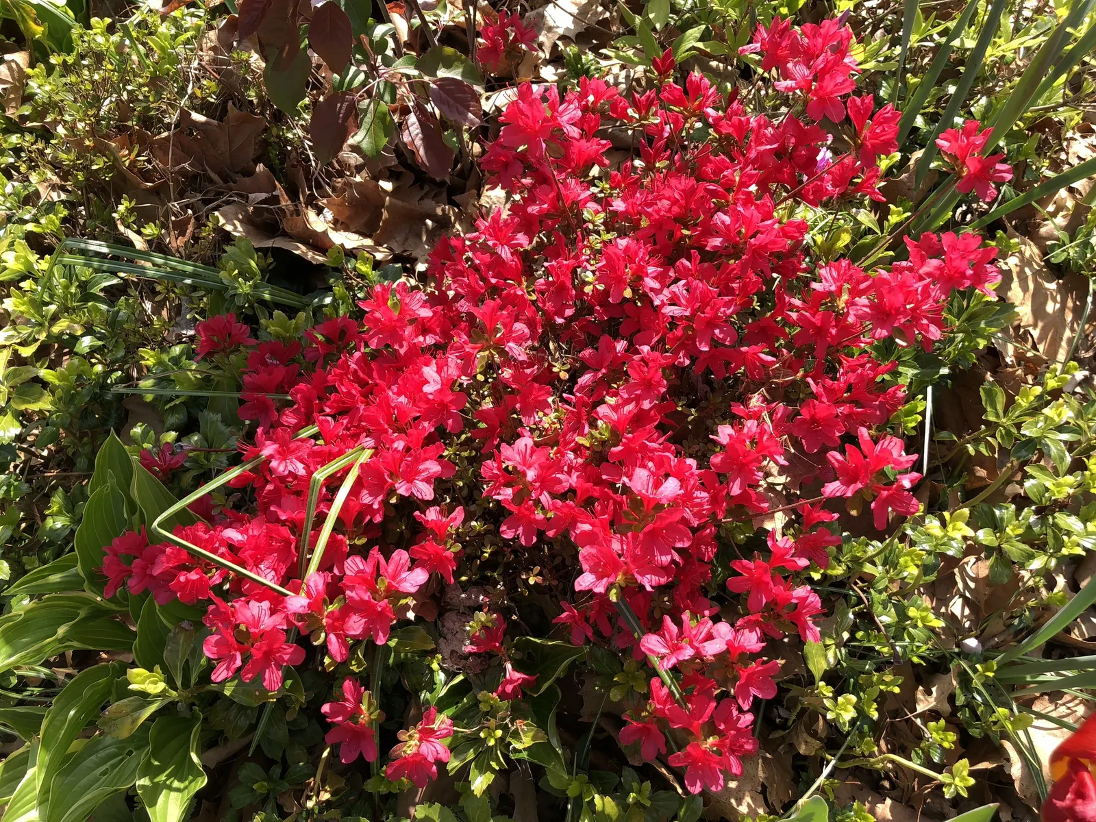Chinese Evergreen Azalea (Rhododendron indicum) — The Rhododendron 'Hino-Crimson'
