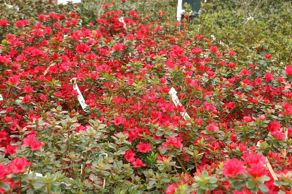 Chinese Evergreen Azalea (Rhododendron indicum) — Rhododendron 'Hino-Crimson' is a vibrant, compact evergreen shrub, reaching 2-4 feet in height, image 29
