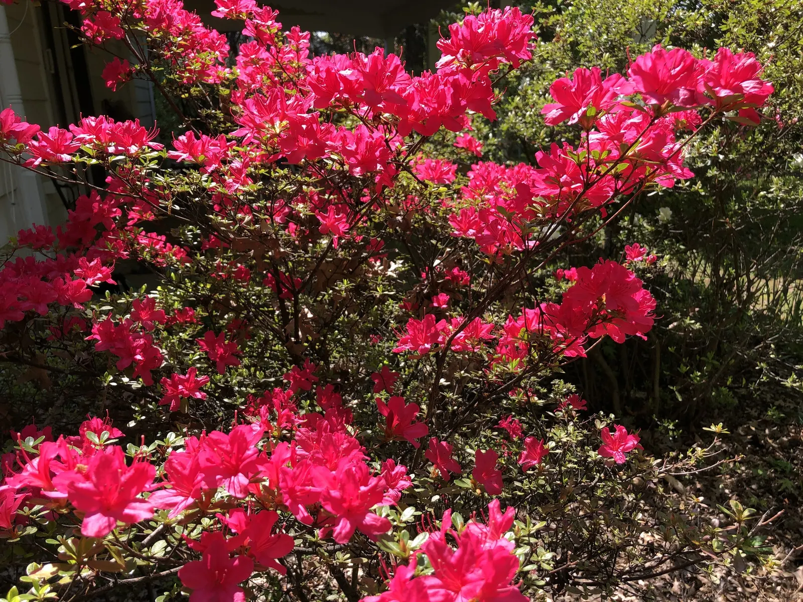 Chinese Evergreen Azalea (Rhododendron indicum) — but be cautious to avoid over-watering as this can lead to root rot