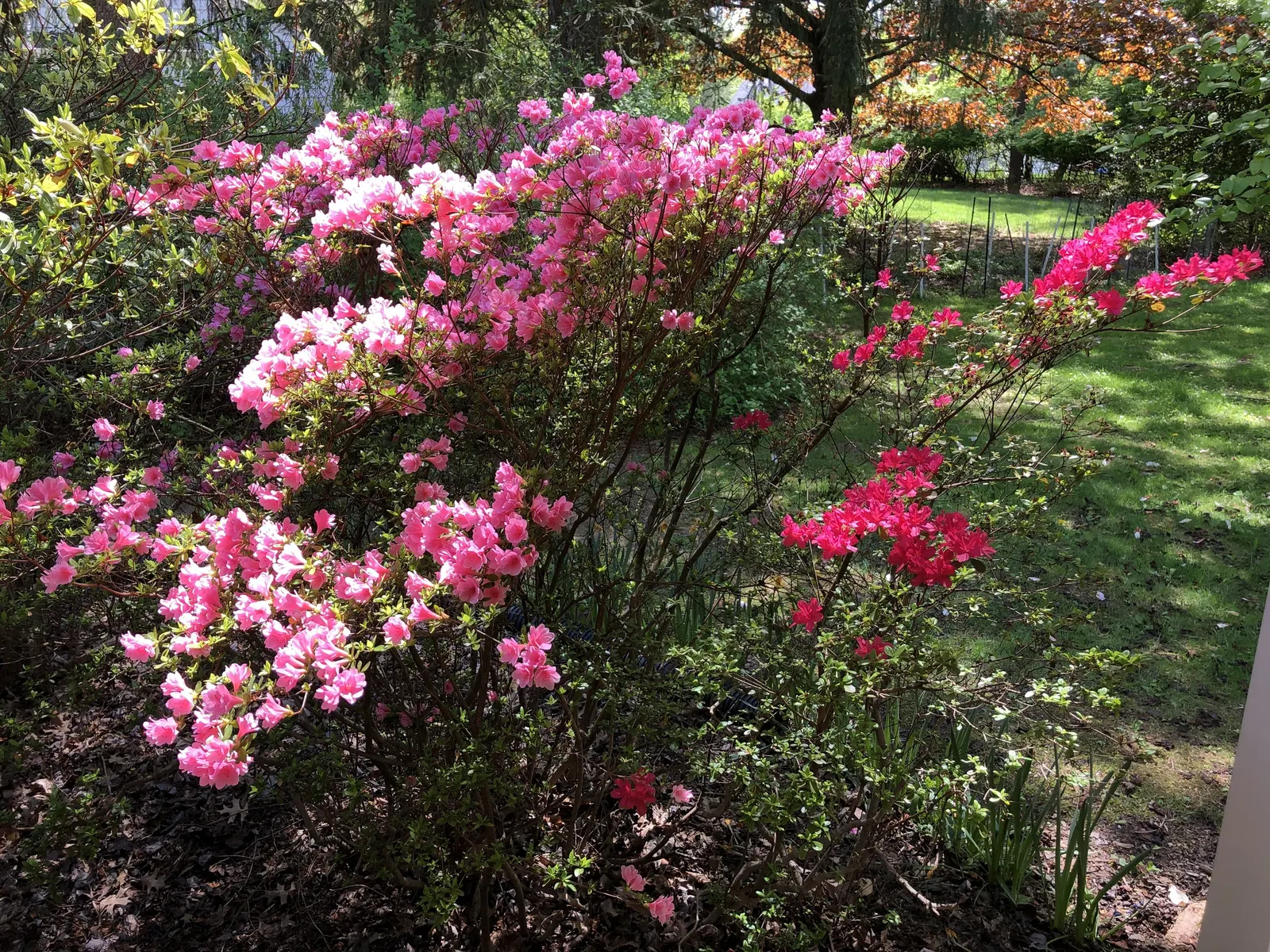 Chinese Evergreen Azalea (Rhododendron indicum) — which can help to protect its delicate blooms from scorching