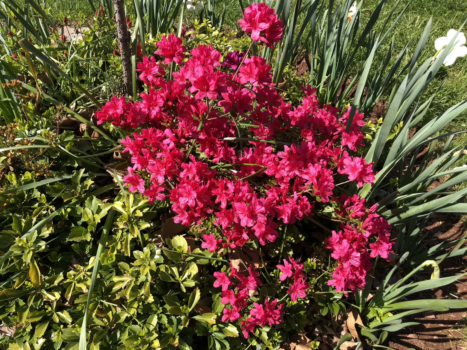 Chinese Evergreen Azalea (Rhododendron indicum) — Zones 5-8 offer the best growing conditions for this striking, low-maintenance Azalea