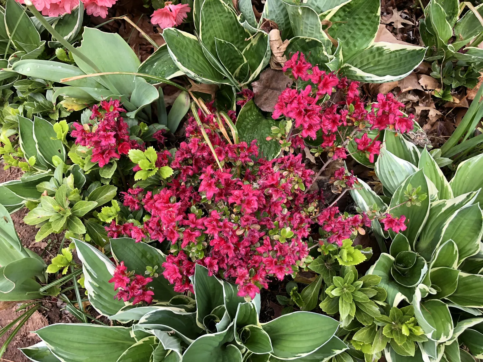 Chinese Evergreen Azalea (Rhododendron indicum) — It thrives best in USDA Hardiness Zones 6 through 8