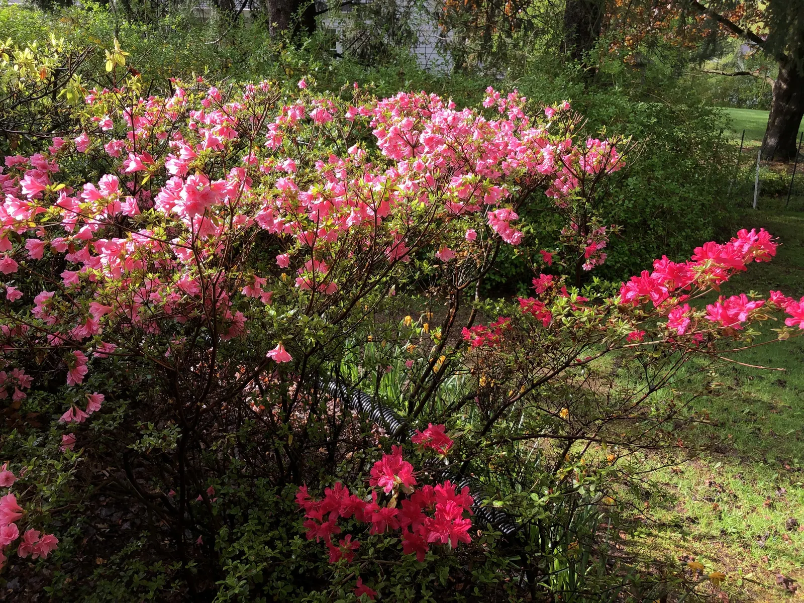 Chinese Evergreen Azalea (Rhododendron indicum) — offering a striking contrast against the backdrop of its deep green foliage